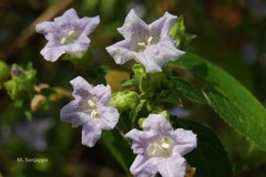 Thelepaepale ixiocephala